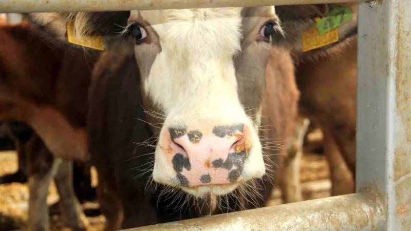 Denizli'de Şap Hastalığı Nedeniyle 19 Mahalle Karantinaya Alındı ve Alarm Durumuna Geçildi