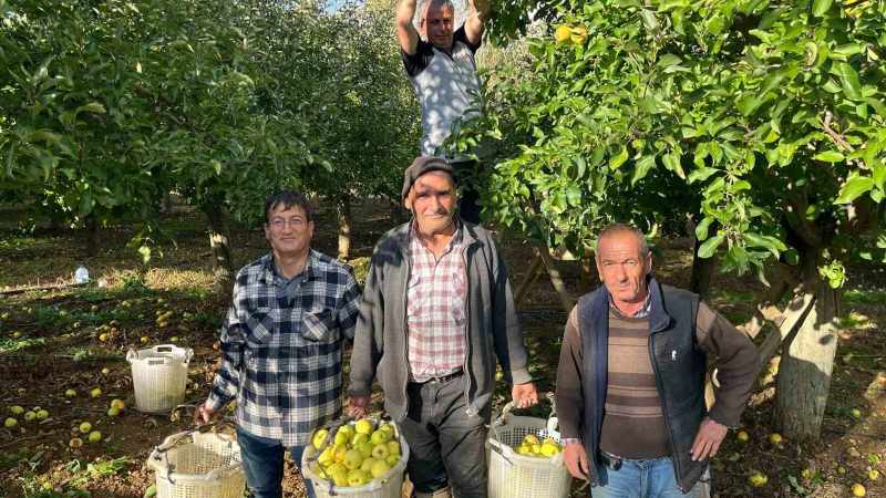 Buldan’da elma hasadı yüz güldürüyor 