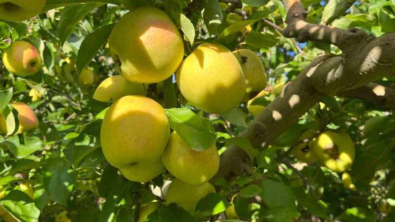 Buldan'da Elma Hasadı Beklentileri Aşıyor, Çiftçilerin Yüzü Güldü