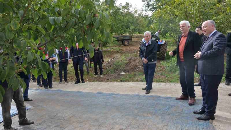 Denizli’de sezonun ilk ceviz hasadı Tavas’ta yapıldı