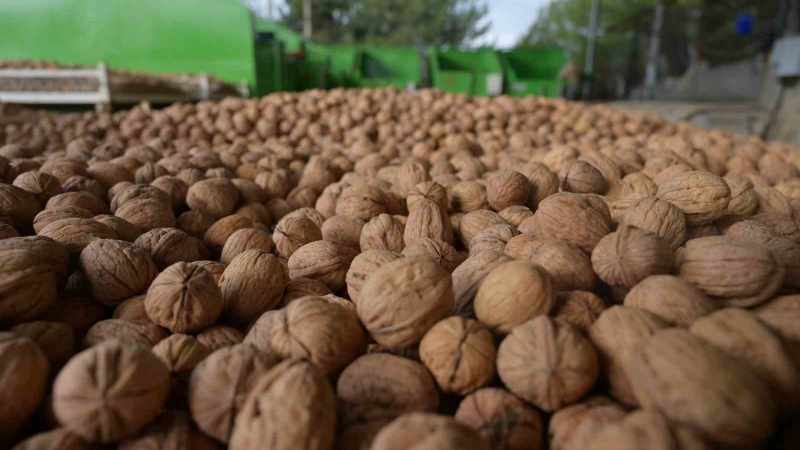 Denizli'nin Tavas ilçesinde sezonun ilk ceviz hasadı gerçekleştirildi