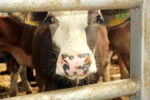 Denizli'de Şap Hastalığı Nedeniyle 19 Mahalle Karantinaya Alındı ve Alarm Durumuna Geçildi