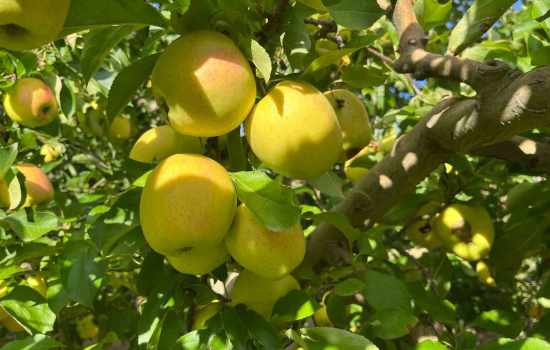 Buldan'da Elma Hasadı Beklentileri Aşıyor, Çiftçilerin Yüzü Güldü
