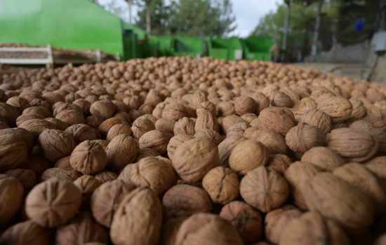 Denizli'nin Tavas ilçesinde sezonun ilk ceviz hasadı gerçekleştirildi