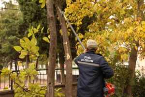 Çivril Belediyesi, Budama Çalışmalarıyla Ağaçların Ömrünü Uzatıyor ve Tehlikeleri Ortadan Kaldırıyor
