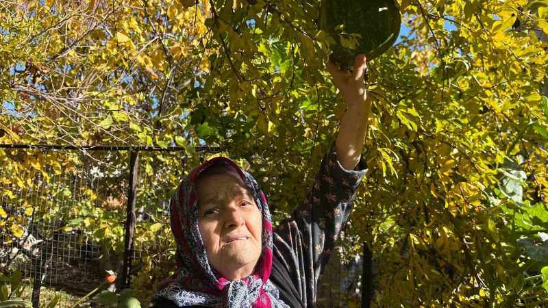 Bahçeye ektiği kabak, nar ağacının tepesinde meyve verdi 