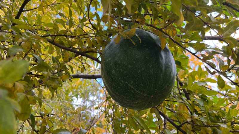 Bahçesinde Ektiği Kabak, Nar Ağacında Meyve Vermeye Başladı