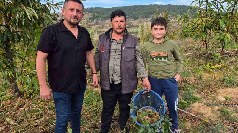 Buldan’ın tescilli kestanesinde hasat zamanı 