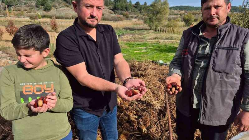 Buldan'ın Tescillenmiş Kestane Ürünlerinde Hasat Dönemi Başladı