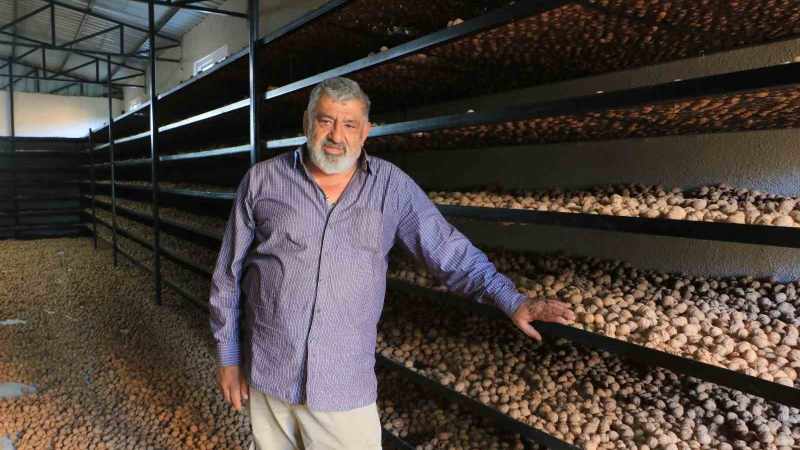 Ceviz üretimiyle Avrupa’daki maaşından daha çok kazanıyor 