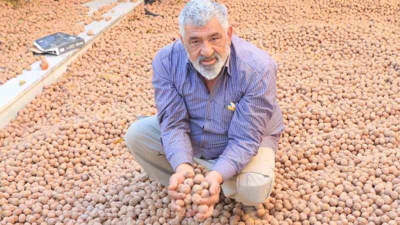 Ceviz Üretimi ile Avrupa'daki Gelirini Geride Bırakan Çiftçi Başarı Hikayesi