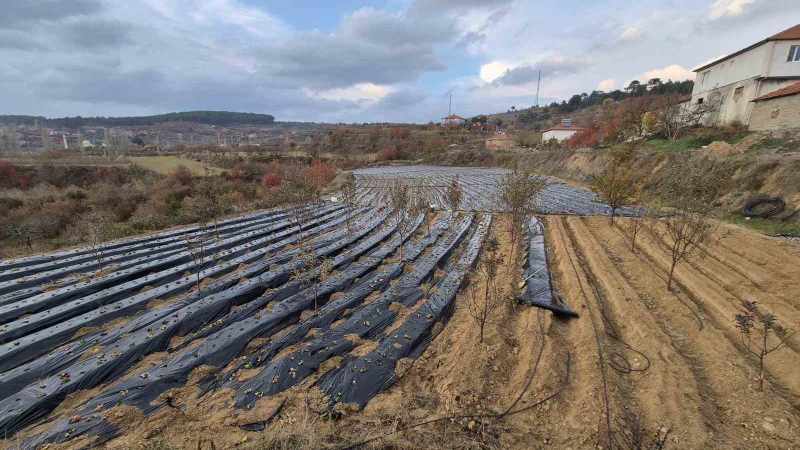 Çilek üreticilerinin tarlada hummalı çalışması devam ediyor