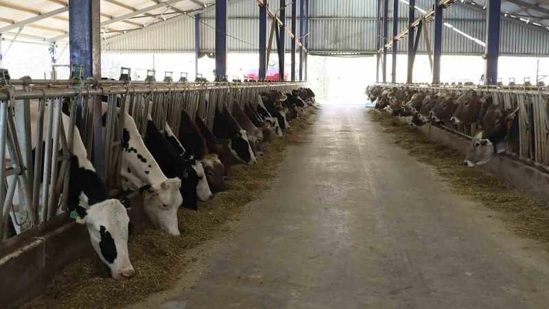 Denizli’de 251 bin hayvan şap hastalığına karşı aşılandı