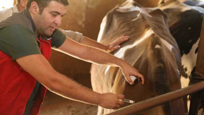 Denizli'de 251 Bin Hayvan, Şap Hastalığına Karşı Aşılama Sürecinden Geçti