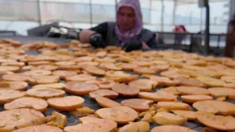 Honaz&rsquo;ın meşhur cennet hurmasının cips olarak sofralara yolculuğu başladı 