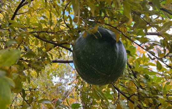 Bahçesinde Ektiği Kabak, Nar Ağacında Meyve Vermeye Başladı
