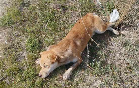 Buldan'da Yol Kenarında Bulunan Ölü Köpekler, Hayvan Hakları İhlalini Gündeme Getirdi
