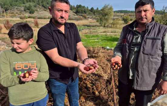Buldan'ın Tescillenmiş Kestane Ürünlerinde Hasat Dönemi Başladı