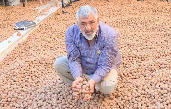 Ceviz Üretimi ile Avrupa'daki Gelirini Geride Bırakan Çiftçi Başarı Hikayesi
