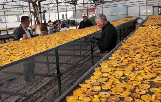 Honaz'ın Ünlü Cennet Hurması Artık Cips Formunda Lezzet Şöleni Sunuyor