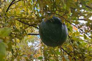 Bahçesinde Ektiği Kabak, Nar Ağacında Meyve Vermeye Başladı