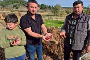 Buldan'ın Tescillenmiş Kestane Ürünlerinde Hasat Dönemi Başladı