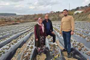 Çilek Üreticileri Tarlada Yoğun Bir Şekilde Çalışmalarını Sürdürüyor