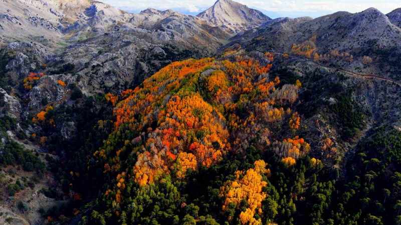 Çameli'deki sarsak kavak ağaçları, bulutların arasında muhteşem bir manzara sergiliyor
