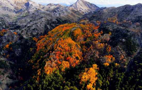 Çameli'deki sarsak kavak ağaçları, bulutların arasında muhteşem bir manzara sergiliyor