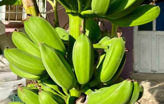 Pes etmedi, 70 rakımda muz récoltesi gerçekleştirdi