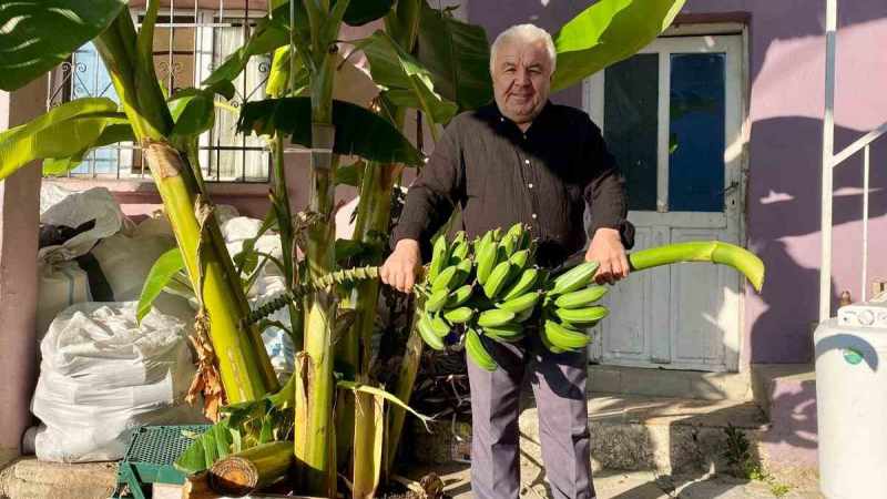 İnat etti, 70 rakımda muz hasadı yaptı 