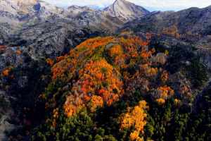 Çameli'deki sarsak kavak ağaçları, bulutların arasında muhteşem bir manzara sergiliyor