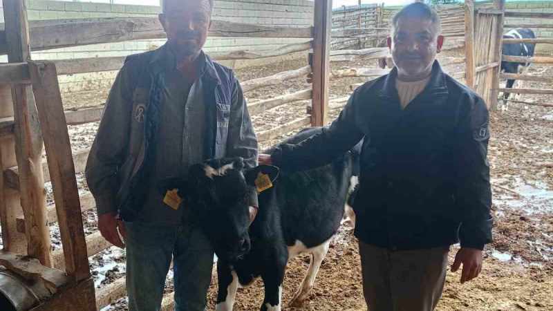 Bağışlanan buzağı ve kuzular Mert sağlığına kavuşması için desteğe dönüştü