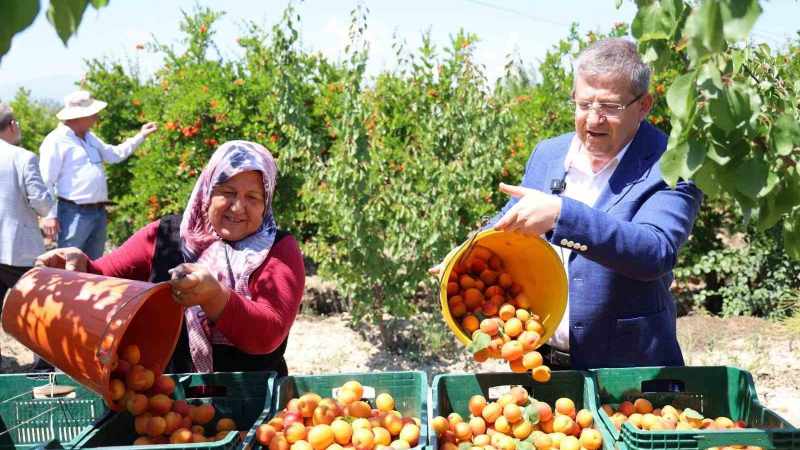 Başkan Subaşıoğlu, Kiraz ve Kayısı Üreticileriyle Beraber Hasat Coşkusunu Yaşadı