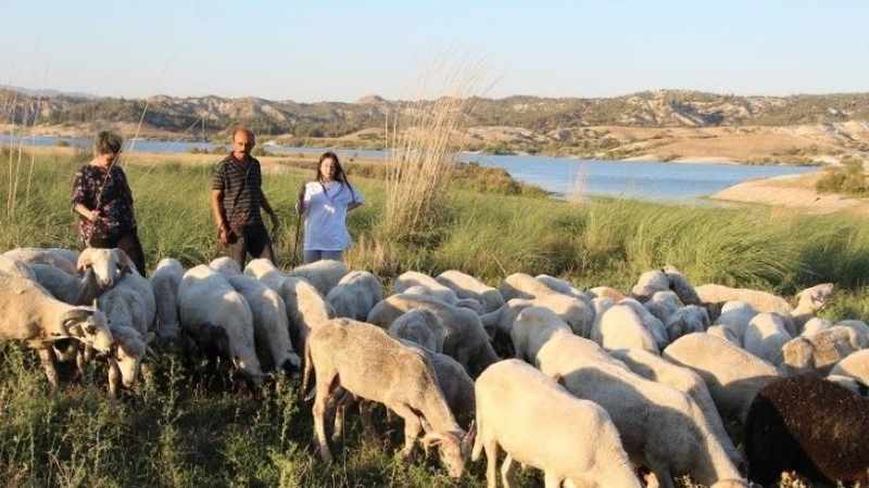 Çobanlık Mesleğiyle İki Dil Öğrenip, Üniversiteyi Ödüllerle Bitirdi