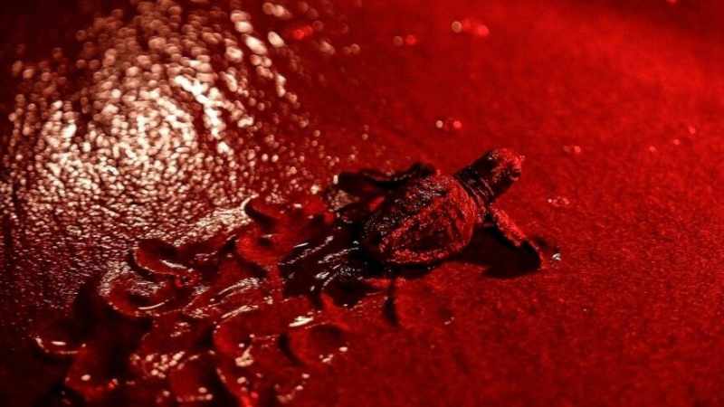 Öğrencilerden ADM Elektrik ile Deniz Kaplumbağalarına Destek Projesi