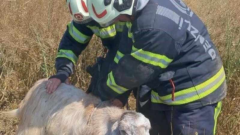 Denizli'de Kuyuya Düşen Keçilerin Kurtuluşu İtfaiyeye Emanet!