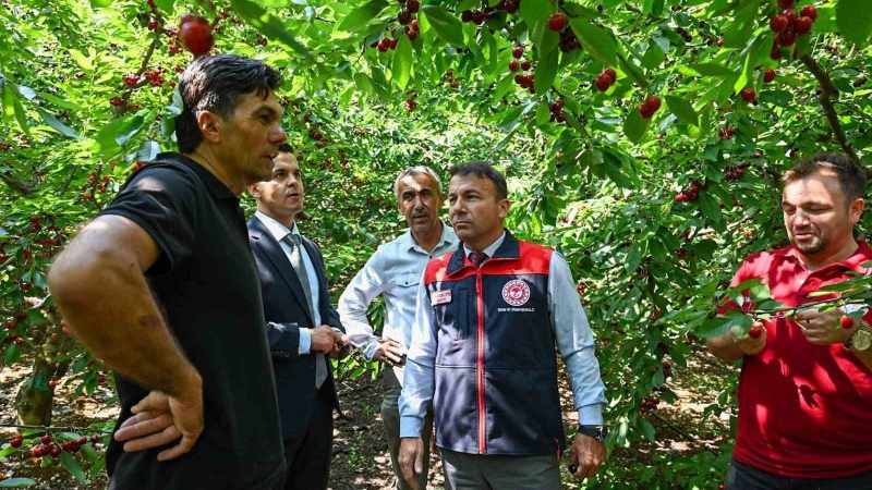 Honaz’da Kiraz Hasadı Dönemi Resmen Açıldı