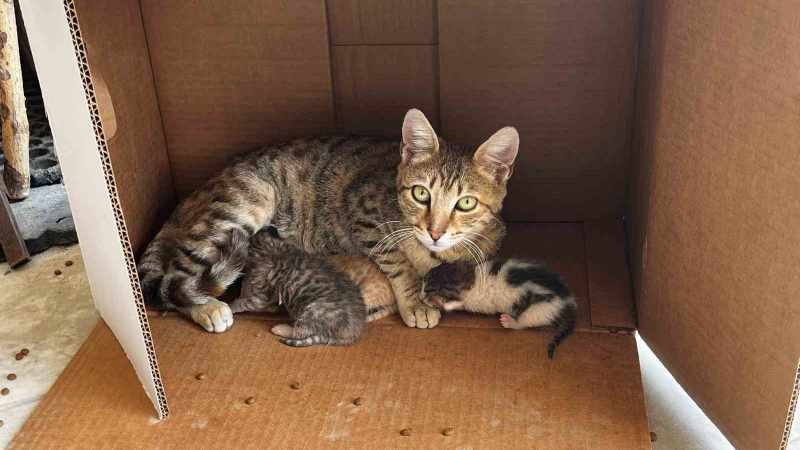 Esnaf, işyerinde dünyaya gelen kedi yavrularını sahiplendi