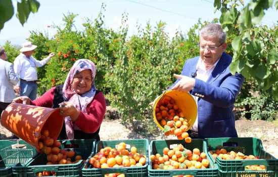 Başkan Subaşıoğlu, Kiraz ve Kayısı Üreticileriyle Beraber Hasat Coşkusunu Yaşadı