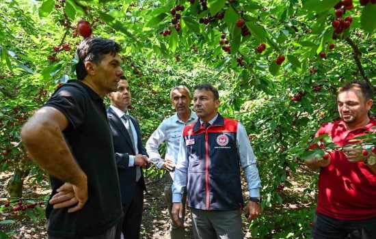 Honaz’da Kiraz Hasadı Dönemi Resmen Açıldı