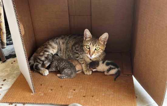 Esnaf, işyerinde dünyaya gelen kedi yavrularını sahiplendi