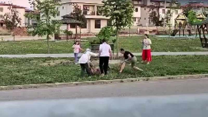 Parkta gezdirilen köpeğe saldıran sahipsiz köpek, veteriner tarafından etkisiz hale getirildi