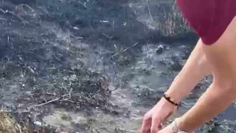Alevler İçinde Kurtarılan Kaplumbağaya Soğuk Duyarlılık Gösterildi