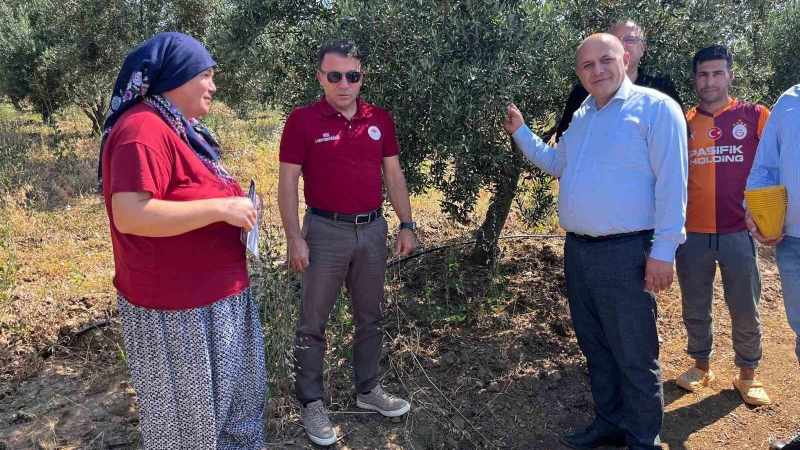 Buldan'da Zeytin Sineğine Karşı Etkili Tuzaklar Dağıtıldı