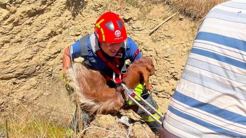 Küçükbaş Hayvan Çukura Düştü, İtfaiye Ekibi Kurtardı