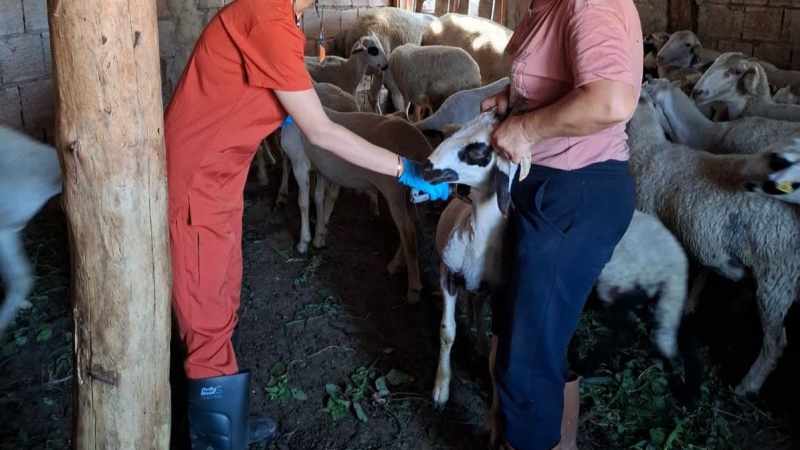 Denizli'de Küçükbaş Hayvanlar İçin Aşılama ve Küpeleme Faaliyetleri Devam Ediyor