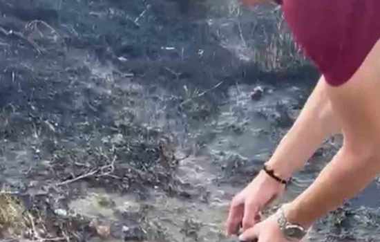 Alevler İçinde Kurtarılan Kaplumbağaya Soğuk Duyarlılık Gösterildi