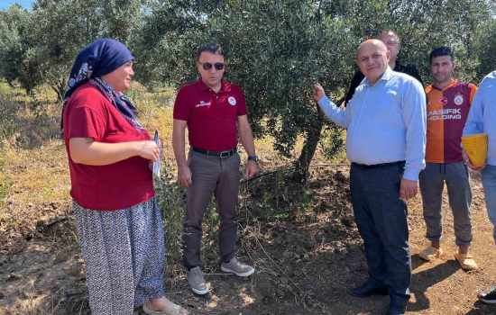 Buldan'da Zeytin Sineğine Karşı Etkili Tuzaklar Dağıtıldı