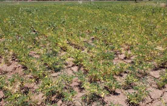 Denizli'de Yerli Nohut Çeşidi İlk Tohumlarıyla Hayat Buldu